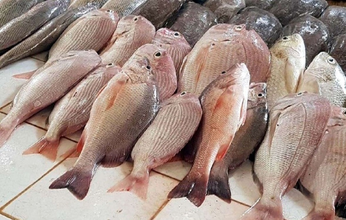 آخرین قیمت انواع ماهی‌ها در بازار + جدول