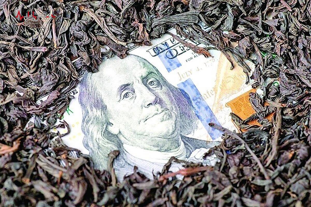 ادعای عجیب در خصوص چای دبش / دلار‌ها برگشت داده شده