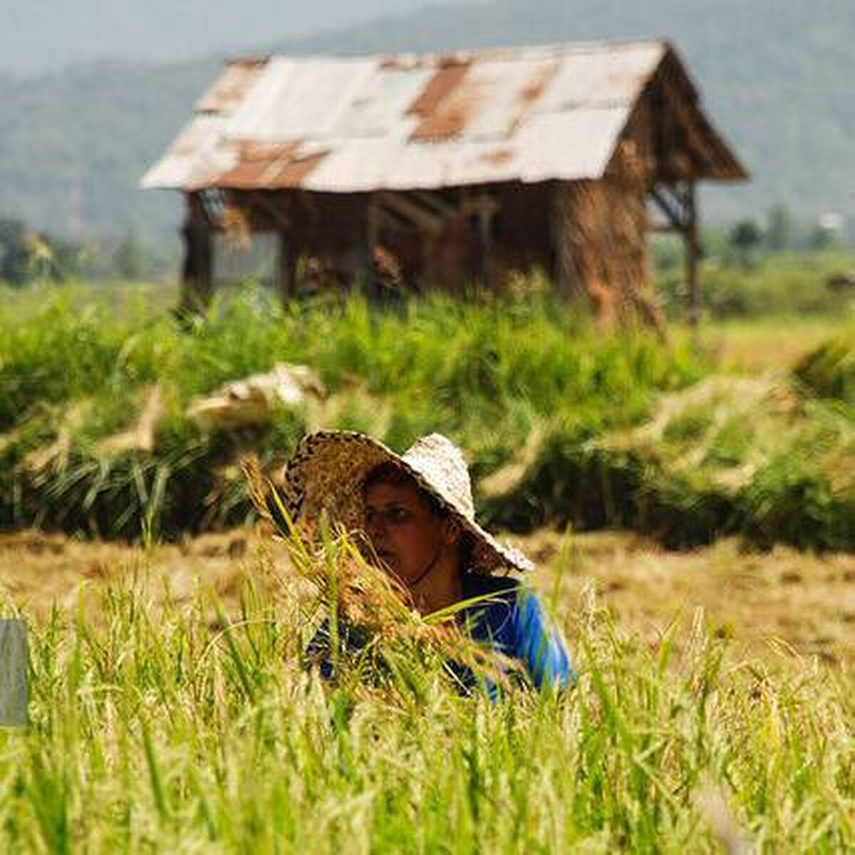 کاهش قیمت برنج در مقابل افزایش قیمت ذرت طبق اعلام مرکز آمار/افزایش دستمزد نیروی کار در پاییز ١٤٠٢