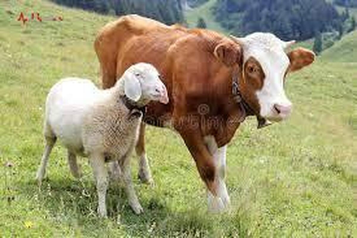 آخرین قیمت گوسفند و گوساله در بازار امروز ۲۱ اسفند ۱۴۰۲