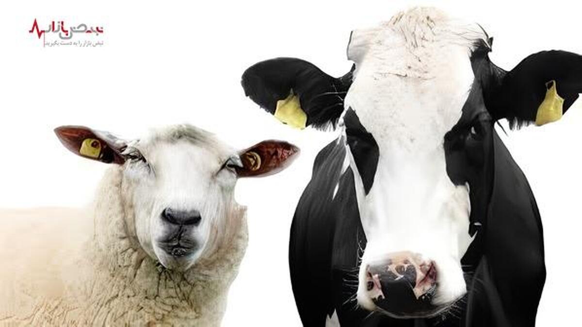 جدیدترین قیمت گوسفند و گوساله در بازار امروز ۲۴ اسفند ۱۴۰۲