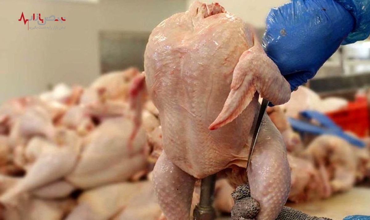 قیمت مرغ باید کیلویی ۱۵۰ هزار تومان شود / دولت مرغداران را تهدید بچگانه می کند