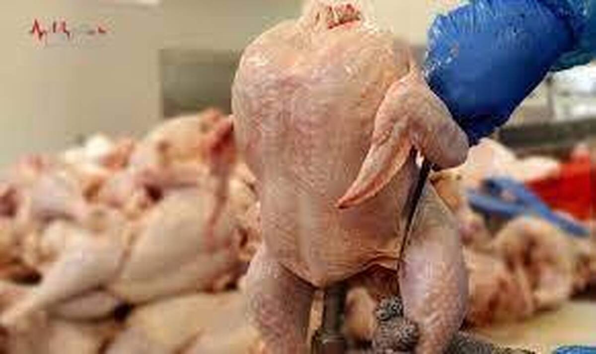 اولتیماتوم مجلس به جهاد درباره گرانی مرغ | مرغ ۱۱۰ هزار تومانی نداریم!
