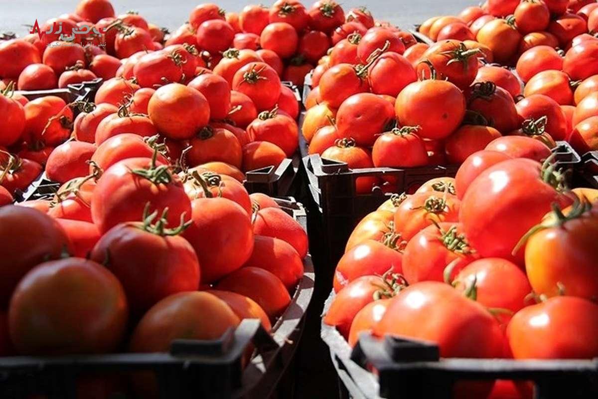 علت رشد نجومی قیمت گوجه چیست ؟