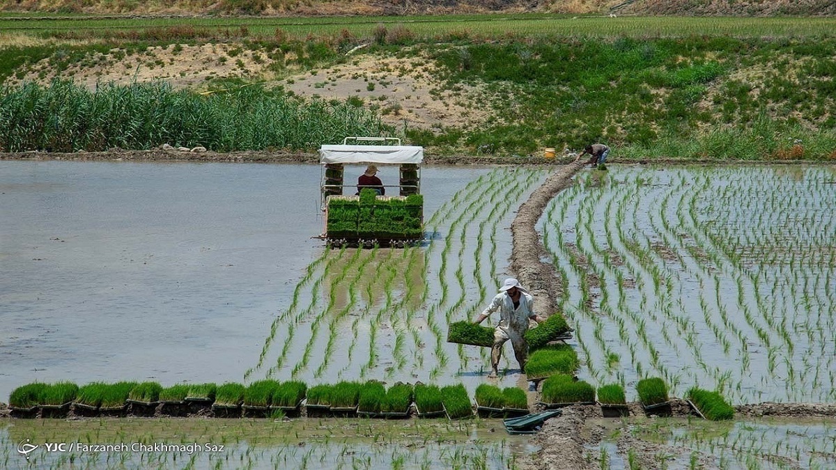 طرح جدید وزارت کشاورزی برای ساماندهی بازار برنج