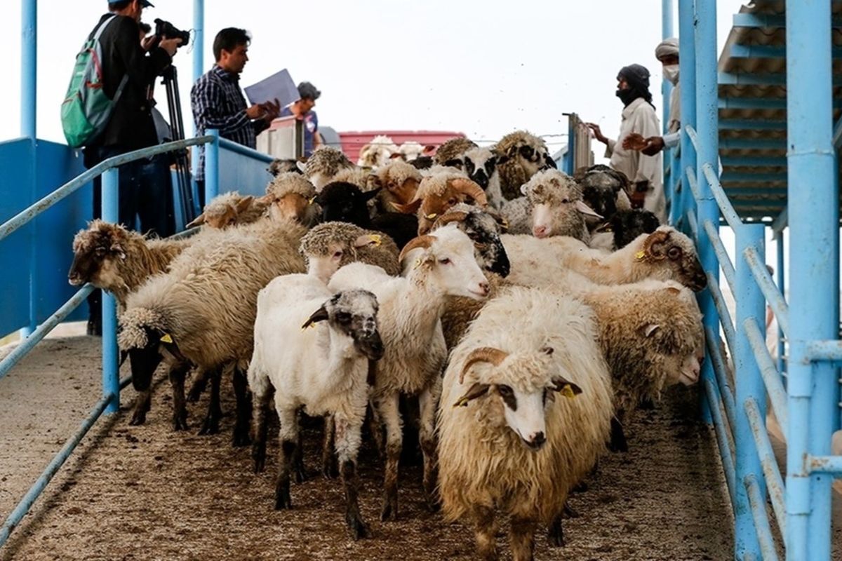 دام زنده چند؟ / خبری از کاهش قیمت گوشت نیست!