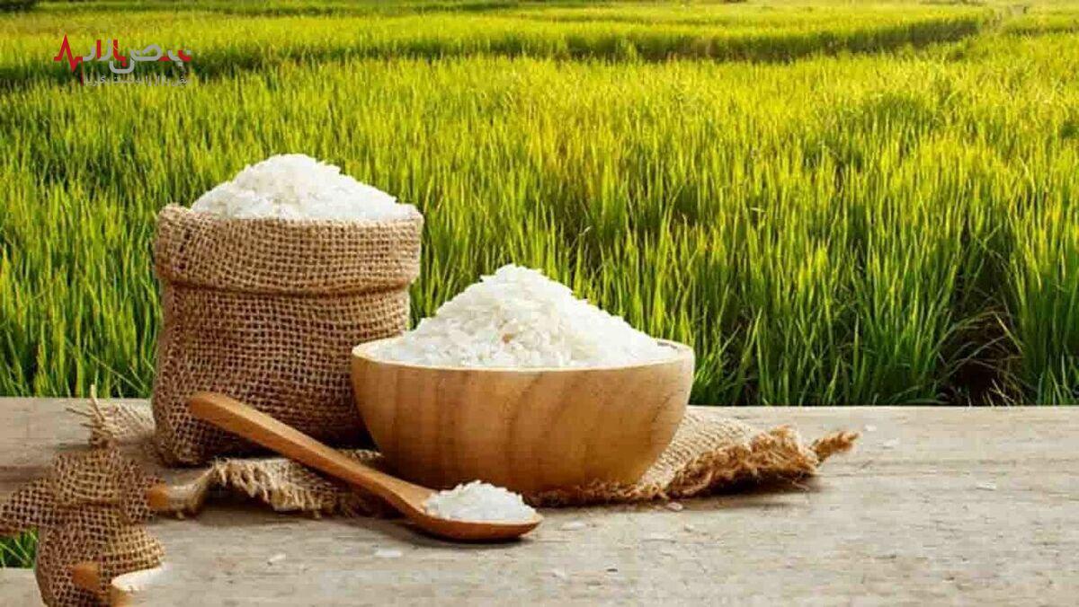 خبر تازه در خصوص قیمت برنج در سال ۱۴۰۳