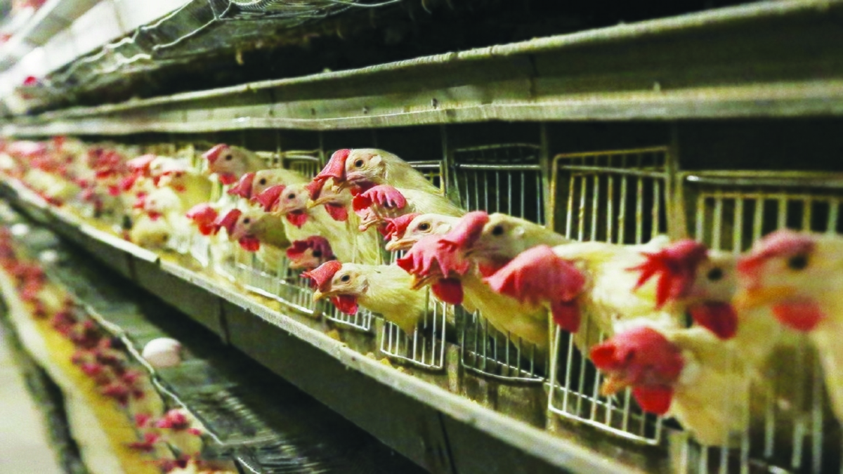 مرغ‌های وارداتی خروس از آب درآمدند!