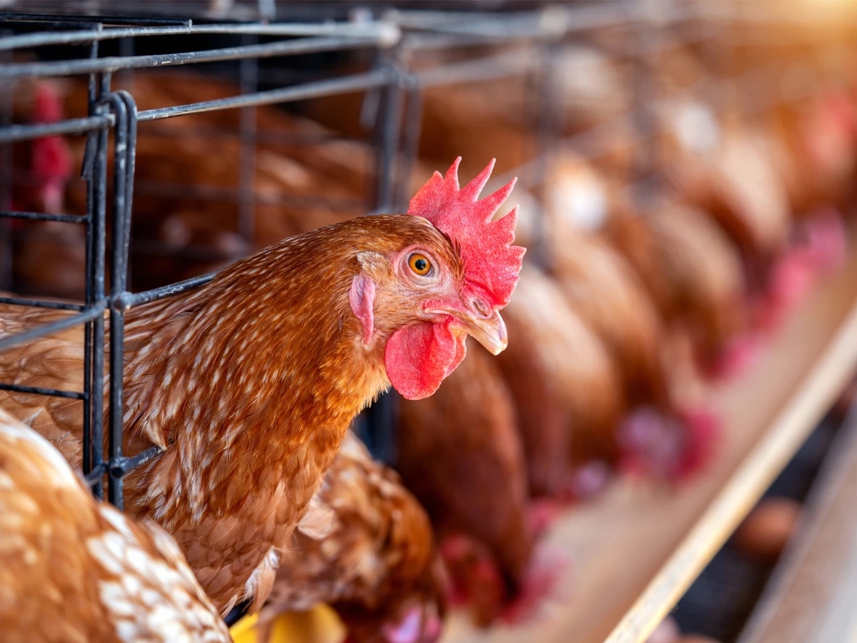 زنگ خطر مرغداری‌ها به صدا درآمد | تخم‌مرغ ارزان و تعطیلی گسترده