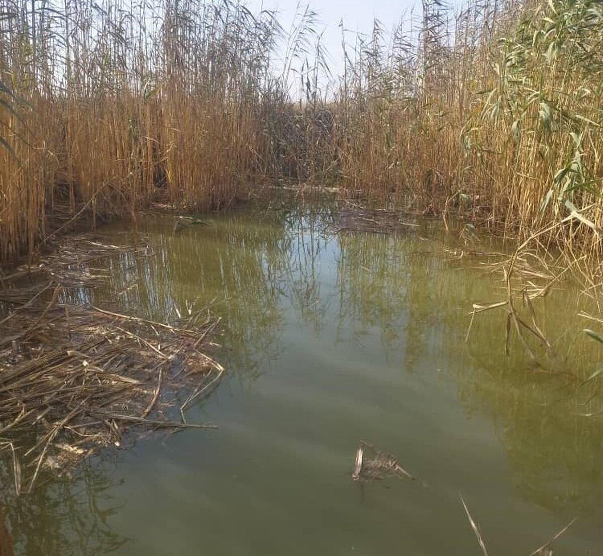 جزئیات حادثه مرگبار در خوزستان/ شیرجه امدادگر اورژانس به کانال آب برای نجات دختر ۶ ساله+ عکس