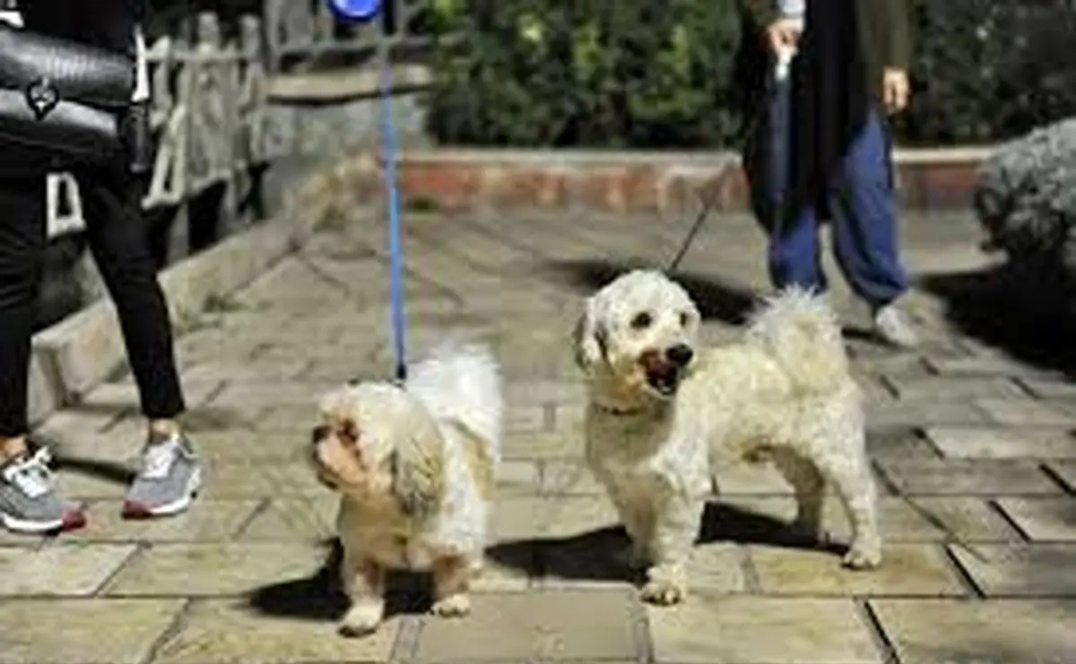 فیلم/ ۵۰۰ هزار تومان جریمه برای سگ گردانی