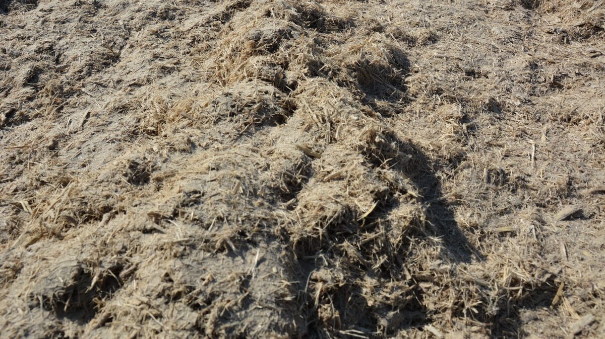 صادرات تفاله چغندر و نیشکر آزاد شد