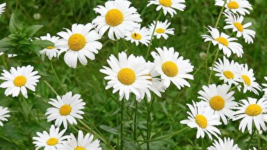 برداشت بابونه در اصفهان