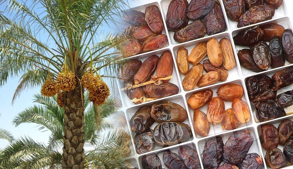 بعد از پسته نوبت خرما رسید/ خودروسازان بازار خرمای صادراتی را خراب کردند