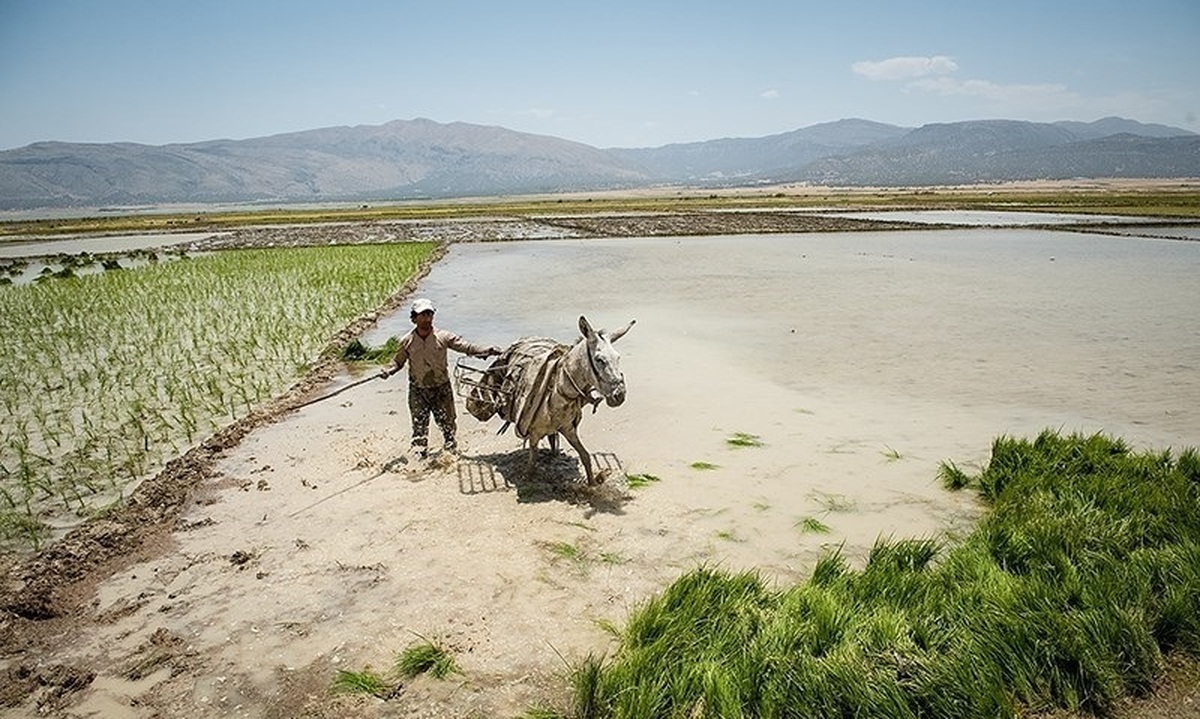 کشت دوم برنج رودخانه‌های فرعی مازندران را خشک کرد
