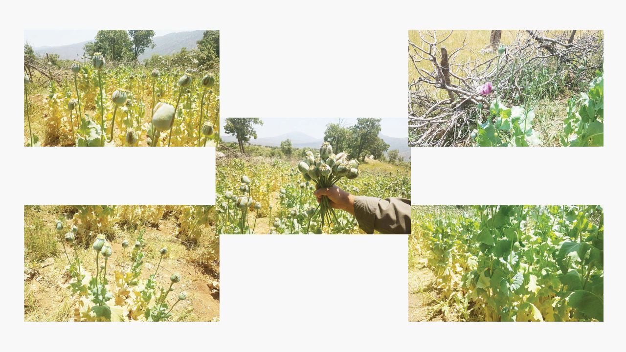 زنگ خطر کشت خشخاش در زاگرس/ تهدید معیشت محلی و امنیت غذایی زنگ خطر کشت خشخاش در زاگرس/ تهدید معیشت محلی و امنیت غذایی