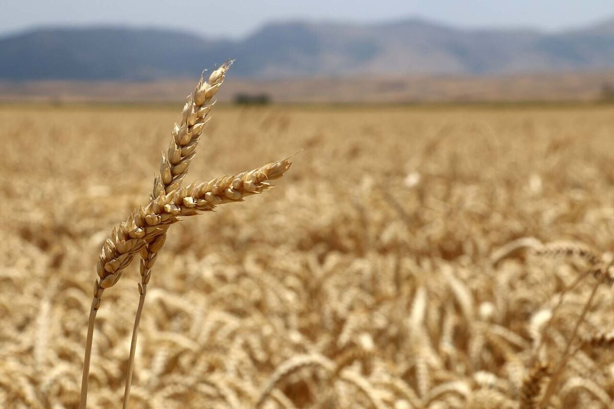 گلایه‌های کشاورزان از فرایند خرید تضمینی گندم/ آیا کشت خشخاش در ایران رواج دارد؟