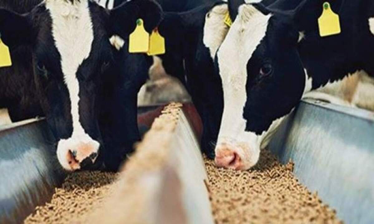 ذخایر راهبردی نهاده‌های دامی به زیر ۱۰ درصد رسیده است/ وزیر جهادکشاورزی حتی از کمبود بذر و کود خبر ندارد