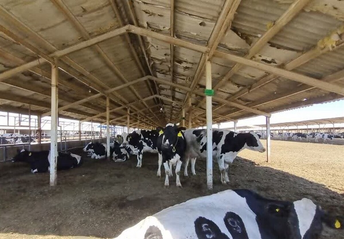 شیوع تب برفکی در کشور/ یک سوم دام ها در برخی از دامداری‌های تهران از بین رفتند