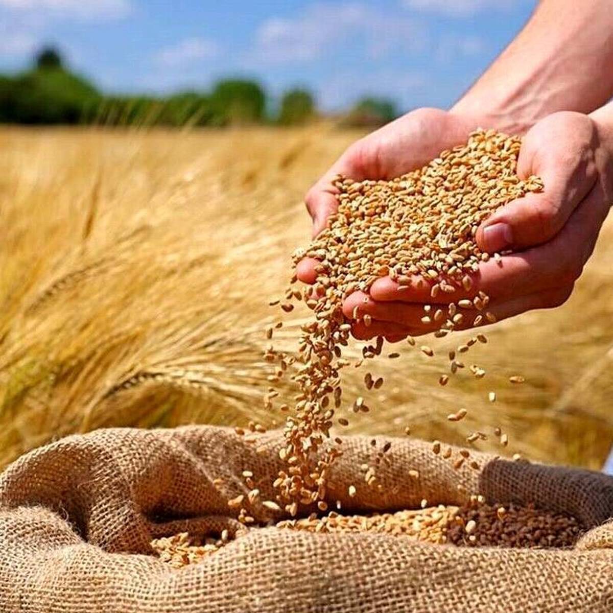 برآورد آمریکا: تولید گندم ایران ۲.۵ میلیون تن کمتر از پارسال شد