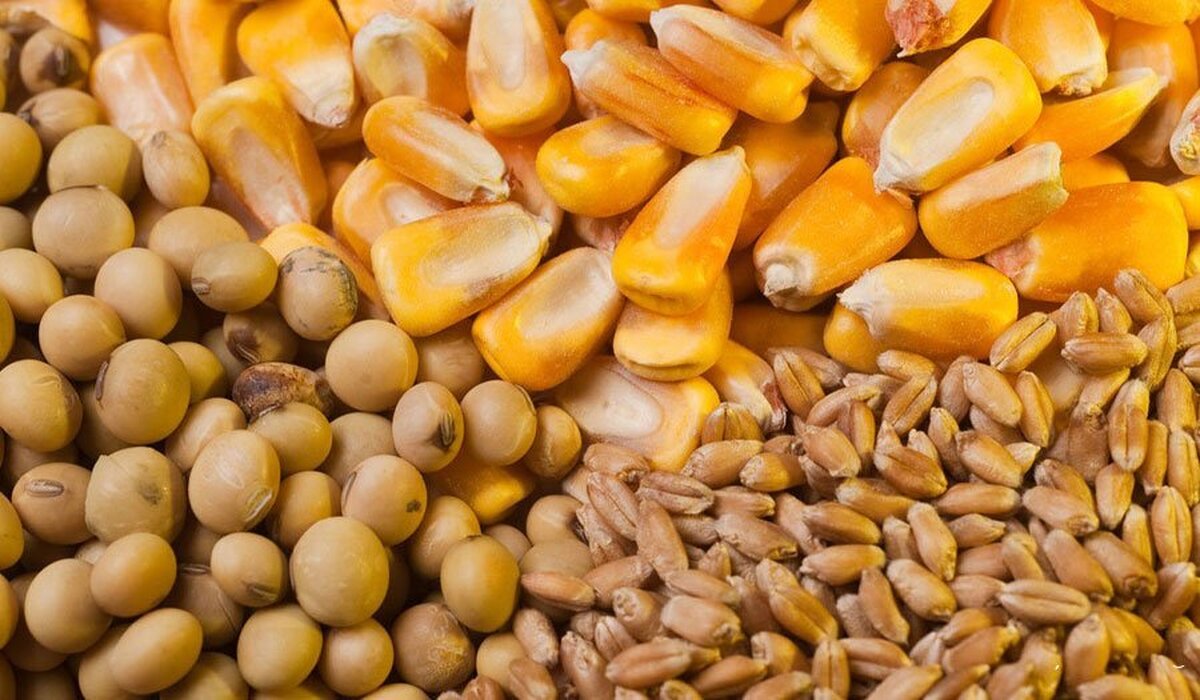 بحران خوراک دام یعنی حذف ۴۰ درصد تولید کشور/تأمین نهاده به مرحله فاجعه رسیده است