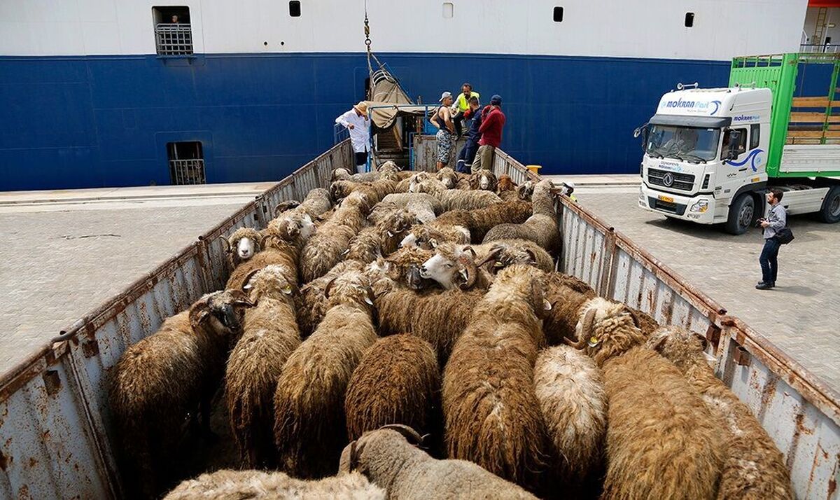 قیمت جدید دام‌زنده ۱۳ آبان‌ماه ۱۴۰۴ اعلام شد