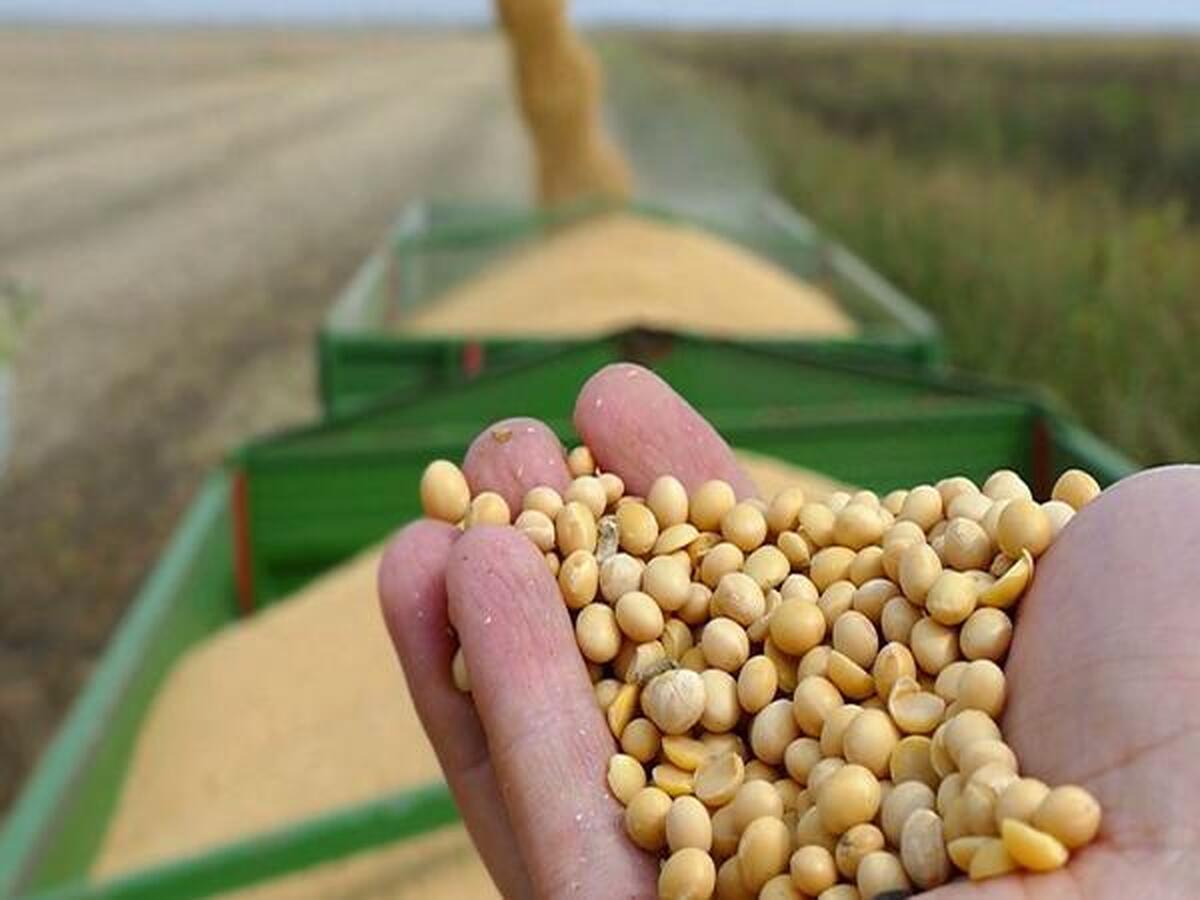 کمبود و گرانی نهاده دامی، نفس تولید را برید+ ویدئو