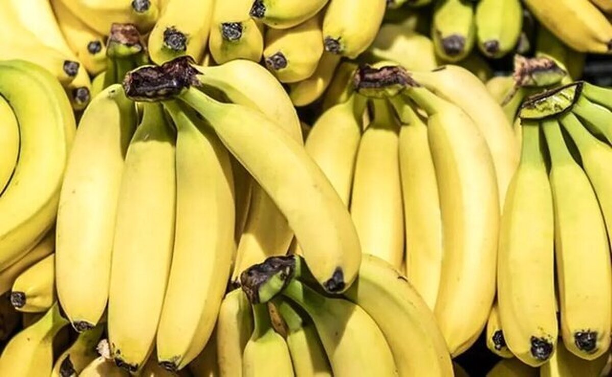 توقف واردات موز صحت دارد؟ / ماجرای موزهای انبارشده چیست؟