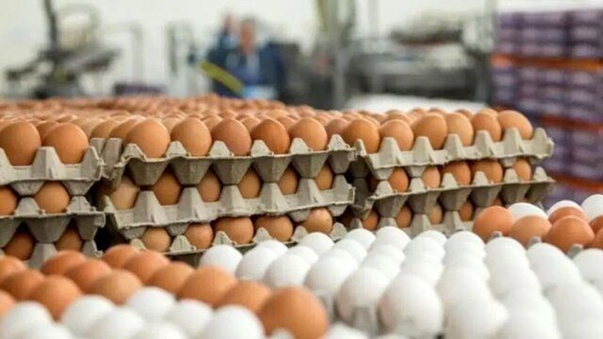دلایل افزایش قیمت تخم مرغ / تخم مرغ دانه‌ای ۱۲ هزار تومان شد