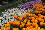 بوستان باغ ایرانی، با گل‌های لاله رنگارنگ