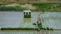 طرح جدید وزارت کشاورزی برای ساماندهی بازار برنج