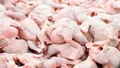 قیمت مرغ امروز ۲۹ آذر ۱۴۰۴ / تداوم گرانی مرغ و تخم مرغ در بازار
