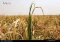 کم آبی کشاورزی در خوزستان حل شد