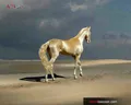 پرورش اسب تجارتی میلیاردی با فروش اسپرم