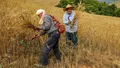 ابهام در پرداخت مطالبات گندم‌کاران؛ گلستان هم منتظر ماند